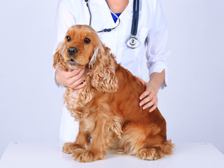 English cocker spaniel in veterinarian