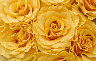 Close up bouquet of orange roses