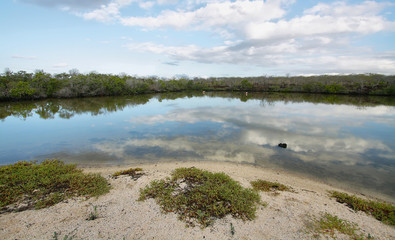 Fototapeta premium Lagoon with flamings in Bachas beach