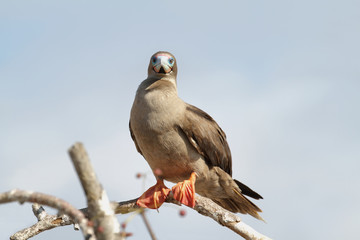 Red-footed Booby in Genovesa island