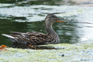 Mallard, Anas platyrhynchos