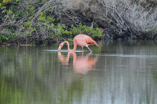 Pink greater flamingo in Galapagos islands