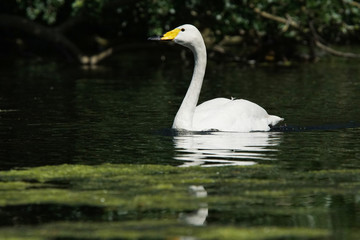 Whooper Swan, Cygnus Cygnus