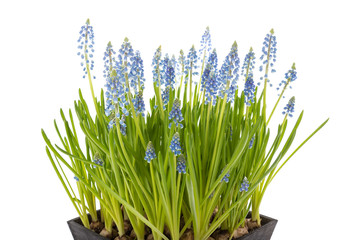 Blue grapes in a bucket isolated over white