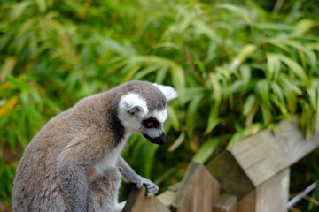 lemur
