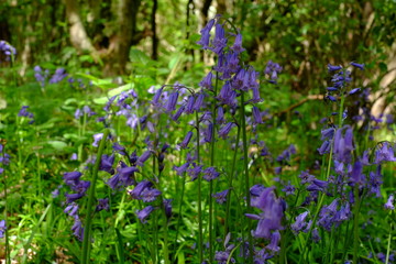 Blue bell in the woods
