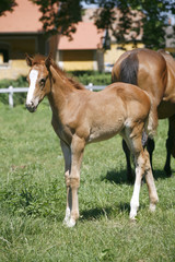 Thoroughbred foal standing  alone in pasture