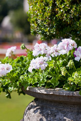 Bright heranium flowers in ancient stone pot