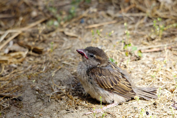 Pullo di passero in giardino