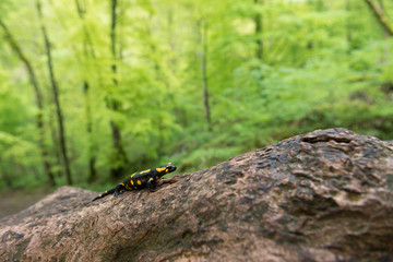 Feuersalamander, Fire salamander, Salamandra salamandra