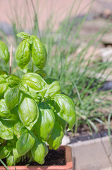 Basil on garden