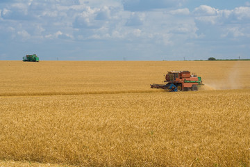 Harvesting wheat harvesters