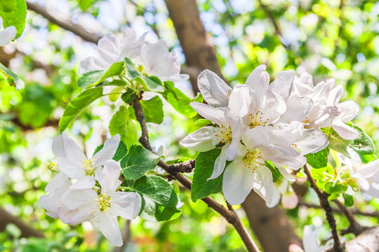 Flowers of an apple tree in spring day