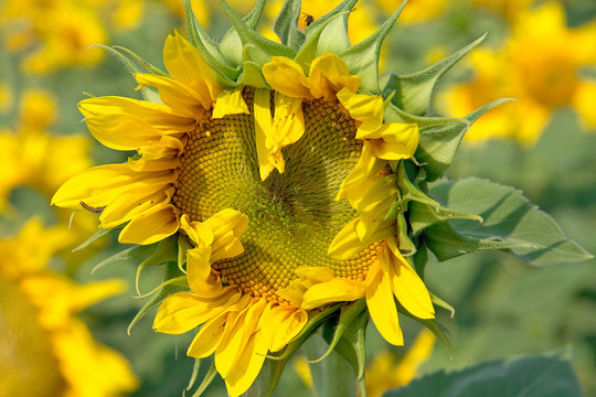 Florescent  sunflower