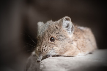 Short-eared elephant shrew (Macroscelides proboscideus)