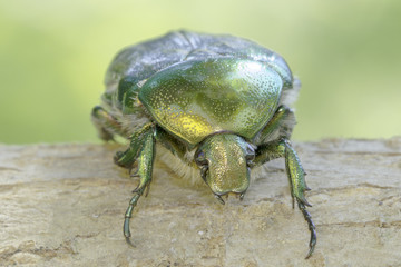 Macro green rose chafer / Cetonia aurata