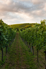 Fototapeta na wymiar Wine fields in stuttgart germany