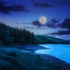 forest and lake near the mountain at night