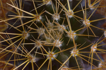 Fototapeta premium cactus