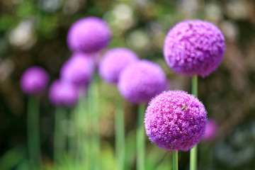 Jardin et fleurs bleue