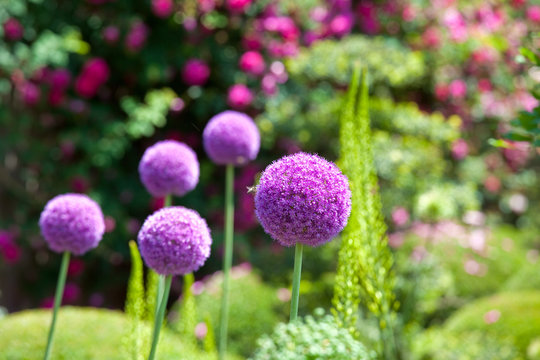 Jardin et fleur sauvage