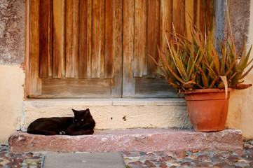 Big black cat