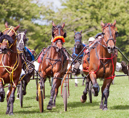 Trotting Race Synod Inn Cardigion