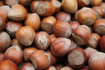 Haselnüsse (Corylus avellana)