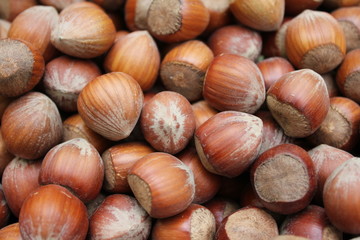Haselnüsse (Corylus avellana)