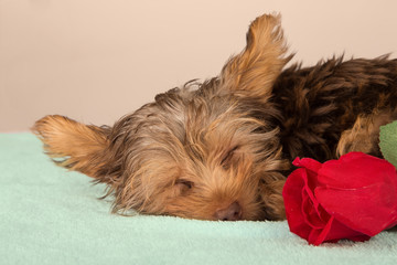 Tired cute little Yorkshire terrier resting on soft bed with red