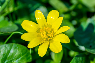 closeup photo of garden spring flower