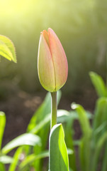 delicate flower of Tulip, bathed in the spring sunshine