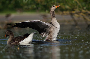 Greylag Goose, Anser anser - copulating geese 8/8