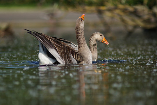 Greylag Goose, Anser anser - copulating geese 7/8