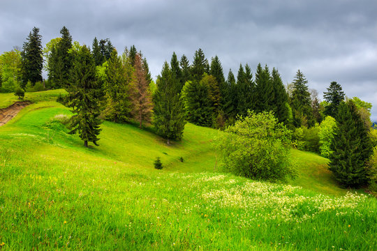forest on hillside meadow in mountain