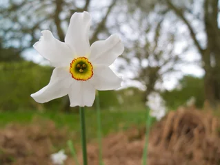 Crédence de cuisine en verre imprimé Narcisse poet's daffodil