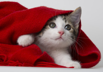 cute kitten playing with a red scarf