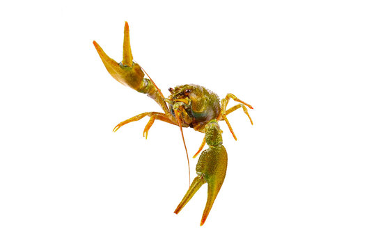 Big alive crayfish isolated on white