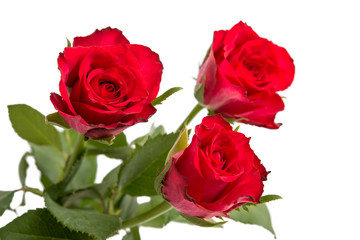 Drei rote Rosen