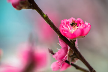 red plum blossoms