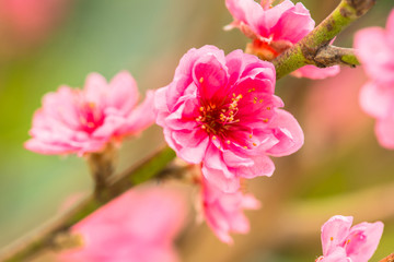 Fototapeta na wymiar red plum blossoms