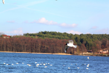 Mewa w locie © Ślot