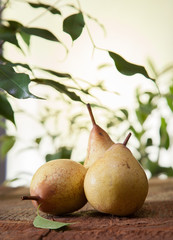 yellow pears