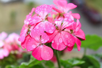 Mokre Pelargonie na balkonie po deszczu, różowe kwiaty skąpane rosą
