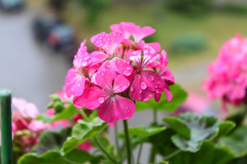 Mokre Pelargonie, Kwiaty po deszczu, kwiaty zmoczone rosa, różowe kwiaty