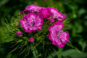 deep pink flowers, nature, beauty, flower beds