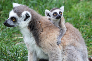 Naklejka na ściany i meble Ring-tailed Lemur Catta with baby