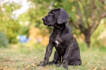 Puppy Sitting In The Grass