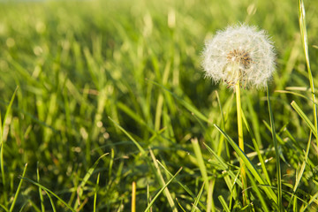 Lush green pasture closeup with fairy-like dandelion seed head.
