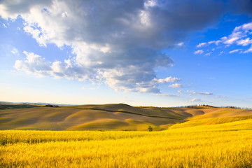 Tuscany, farmland, wheat and green fields. Pienza, Italy.